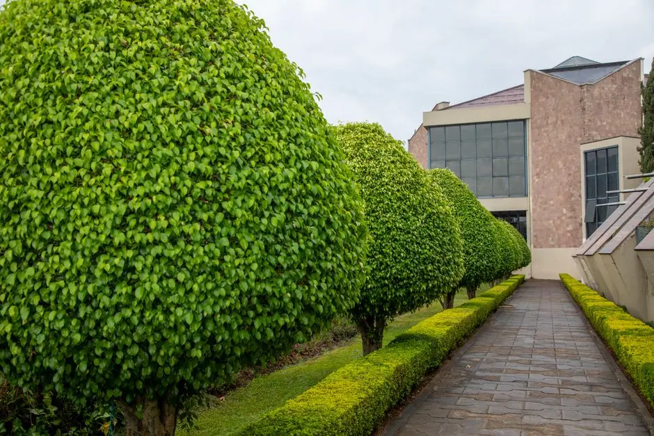 Greens & Outdoors at SIGNATURE GLOBAL PROXIMA I, Sector 89, Gurgaon