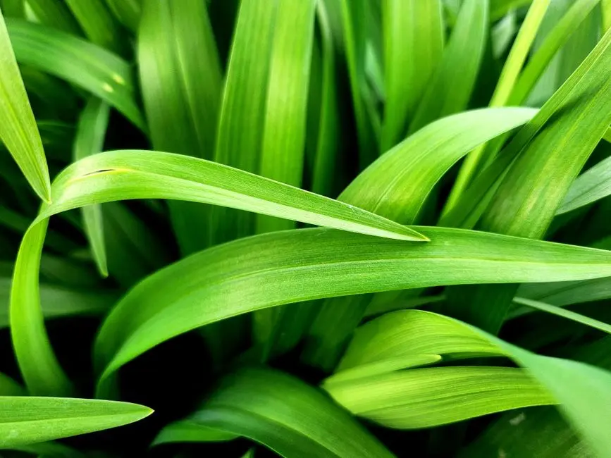 Greens & Outdoors at SIGNATURE GLOBAL THE MILLENNIA, Sector 37D, Gurgaon