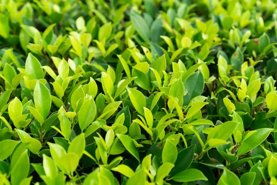 Greens & Outdoors at SIGNATURE GLOBAL ROSELIA 2, Sector 95A, Gurgaon