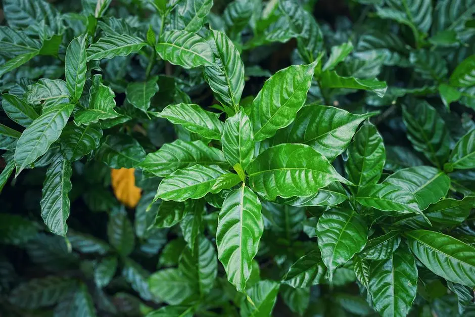 Greens & Outdoors at SIGNATURE GLOBAL SOLERA, Sector 107, Gurgaon