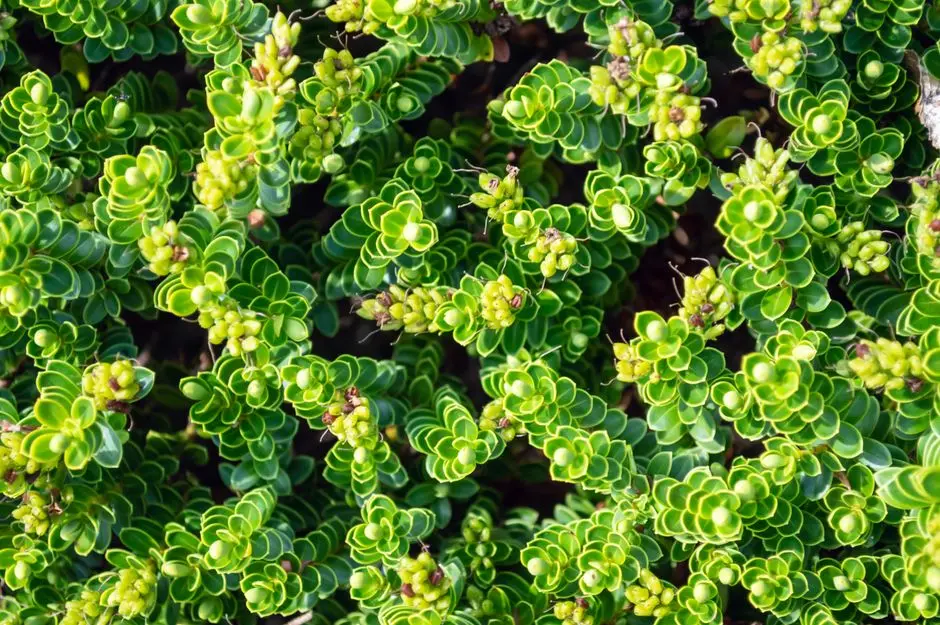 Greens & Outdoors at SIGNATURE GLOBAL ASPIRE, Sector 95, Gurgaon