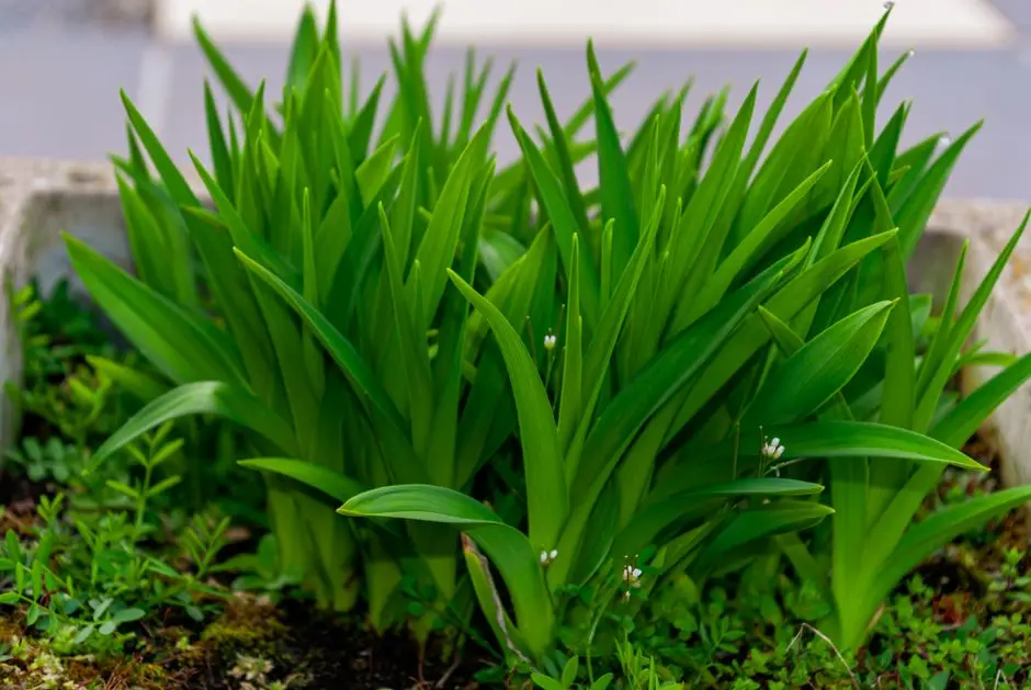 Greens & Outdoors at SIGNATURE GLOBAL DE LUXE DXP COMMERCIAL, Sector 37D, Gurgaon
