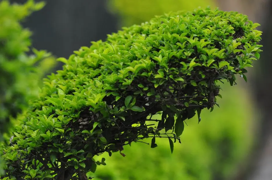Greens & Outdoors at SIGNATURE GLOBAL SCO 2, SECTOR 88A, Gurgaon
