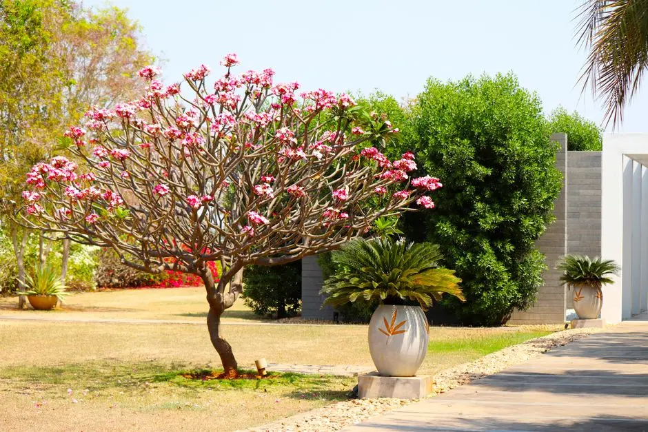 Greens & Outdoors at SIGNATURE GLOBAL SIGNUM PLAZA, New Gurgaon, Gurgaon