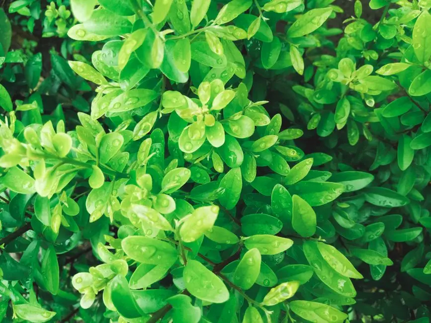 Greens & Outdoors at SIGNATURE GLOBAL SIGNUM PLAZA 4, Sector 36, Sohna, Gurgaon