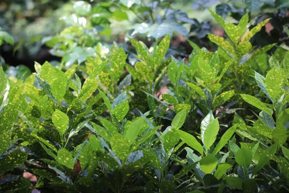 Greens & Outdoors at SIGNATURE GLOBAL GREATER NOIDA, Jewar, Greater Noida